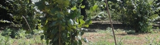 Mikoryzowana plantacja orzecha w regionie Lazio Włochy 