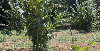 Mikoryzowana plantacja orzecha w regionie Lazio Włochy 