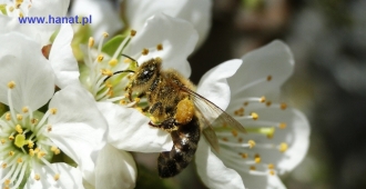 Pszczoły i trzmiele zapylają sad czereśniowy