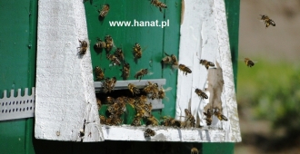 Pszczoły i trzmiele zapylają sady czereśniowe HANAT